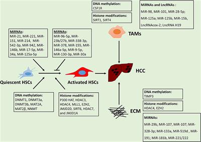 The Epigenetic Regulation of Microenvironment in Hepatocellular Carcinoma